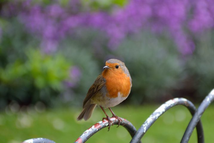 Cartel del evento «Espectáculo de prueba»